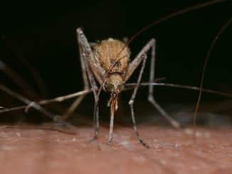 ammazza zanzare